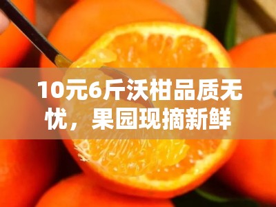 10元6斤沃柑品质无忧，果园现摘新鲜直达限时特惠