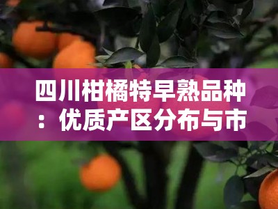 四川柑橘特早熟品种：优质产区分布与市场竞争力深度解析