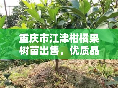 重庆市江津柑橘果树苗出售，优质品种基地直销批发
