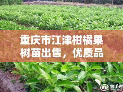 重庆市江津柑橘果树苗出售，优质品种基地直销批发