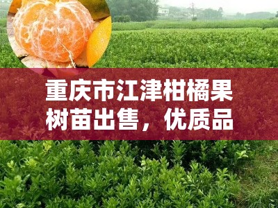 重庆市江津柑橘果树苗出售，优质品种基地直销批发