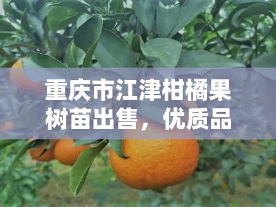 重庆市江津柑橘果树苗出售，优质品种基地直销批发