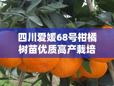 四川爱媛68号柑橘树苗优质高产栽培技术与管理要点解析