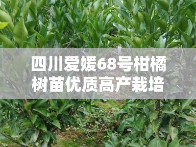 四川爱媛68号柑橘树苗优质高产栽培技术与管理要点解析