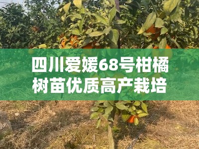 四川爱媛68号柑橘树苗优质高产栽培技术与管理要点解析