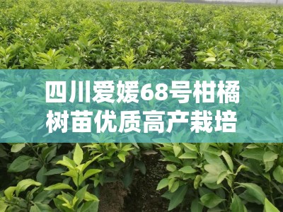 四川爱媛68号柑橘树苗优质高产栽培技术与管理要点解析