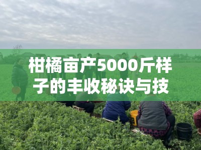 柑橘亩产5000斤样子的丰收秘诀与技术解析