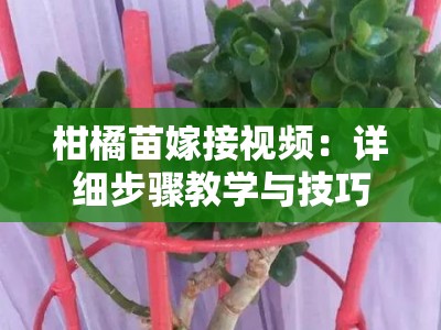 柑橘苗嫁接视频：详细步骤教学与技巧分享