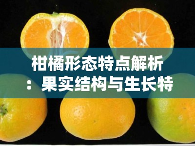 柑橘形态特点解析：果实结构与生长特征探析
