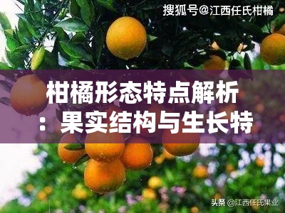 柑橘形态特点解析：果实结构与生长特征探析