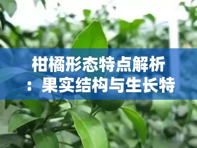 柑橘形态特点解析：果实结构与生长特征探析