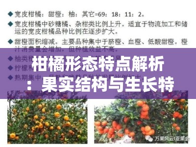 柑橘形态特点解析：果实结构与生长特征探析