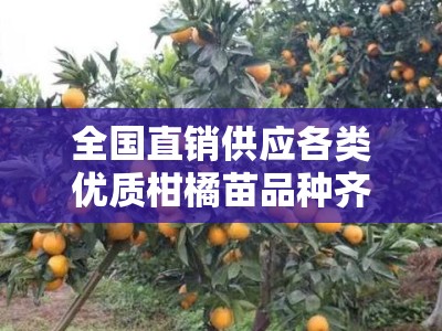 全国直销供应各类优质柑橘苗品种齐全专业培育
