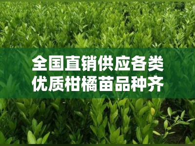 全国直销供应各类优质柑橘苗品种齐全专业培育