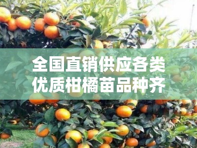 全国直销供应各类优质柑橘苗品种齐全专业培育