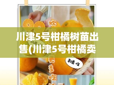 川津5号柑橘树苗出售(川津5号柑橘卖多少一斤)