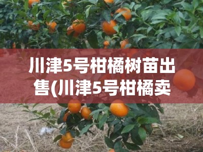 川津5号柑橘树苗出售(川津5号柑橘卖多少一斤)