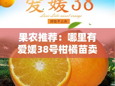 果农推荐：哪里有爱媛38号柑橘苗卖？优质产地直供指南