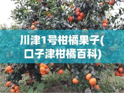 川津1号柑橘果子(口子津柑橘百科)