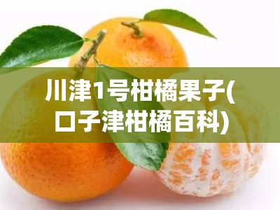 川津1号柑橘果子(口子津柑橘百科)