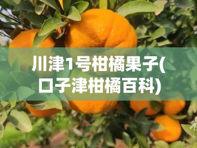 川津1号柑橘果子(口子津柑橘百科)