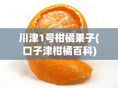 川津1号柑橘果子(口子津柑橘百科)
