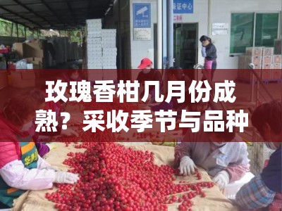 玫瑰香柑几月份成熟？采收季节与品种特点全解析