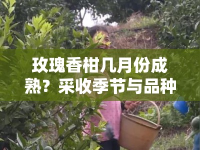 玫瑰香柑几月份成熟？采收季节与品种特点全解析