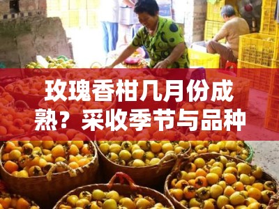 玫瑰香柑几月份成熟？采收季节与品种特点全解析