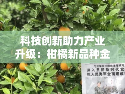 科技创新助力产业升级：柑橘新品种金香橘领航现代农业发展