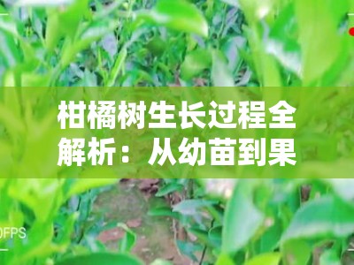 柑橘树生长过程全解析：从幼苗到果实的生命周期与管理技术
