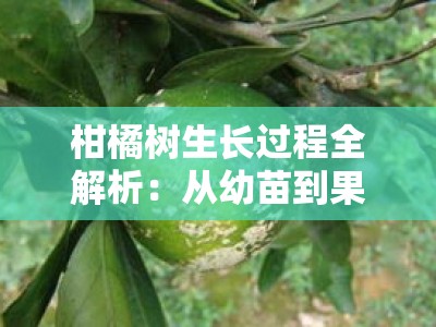 柑橘树生长过程全解析：从幼苗到果实的生命周期与管理技术