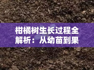 柑橘树生长过程全解析：从幼苗到果实的生命周期与管理技术