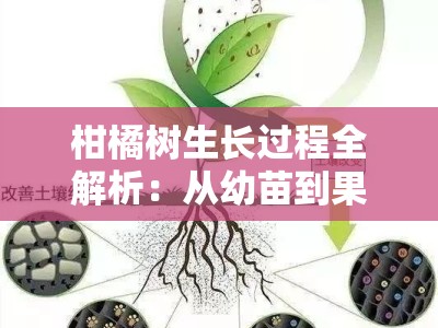 柑橘树生长过程全解析：从幼苗到果实的生命周期与管理技术
