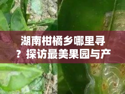 湖南柑橘乡哪里寻？探访最美果园与产地秘境！