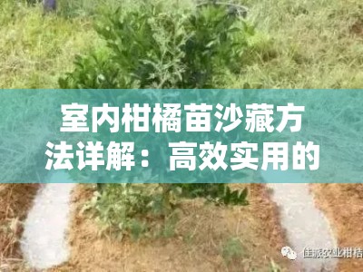 室内柑橘苗沙藏方法详解：高效实用的沙藏步骤与注意事项