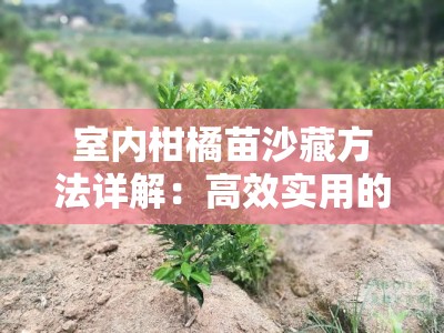 室内柑橘苗沙藏方法详解：高效实用的沙藏步骤与注意事项