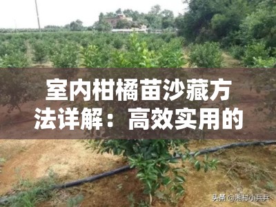 室内柑橘苗沙藏方法详解：高效实用的沙藏步骤与注意事项
