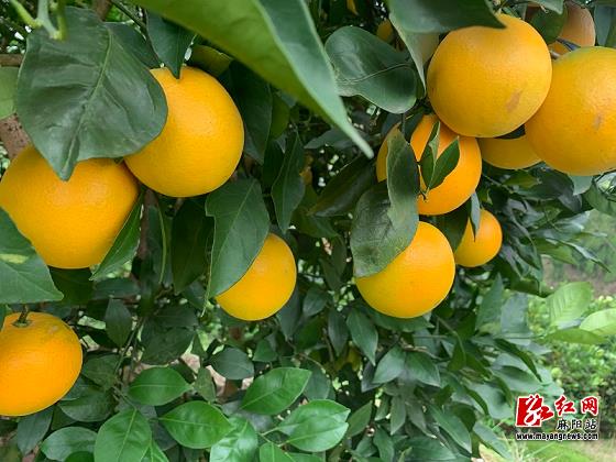 发现新口感：了解四川柑橘种植地区奇妙水果品种